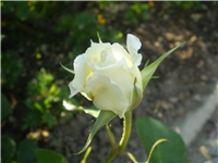 143e016d-Picture 005.jpg